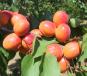 Click for 1 image(s) for this accession. Fruit